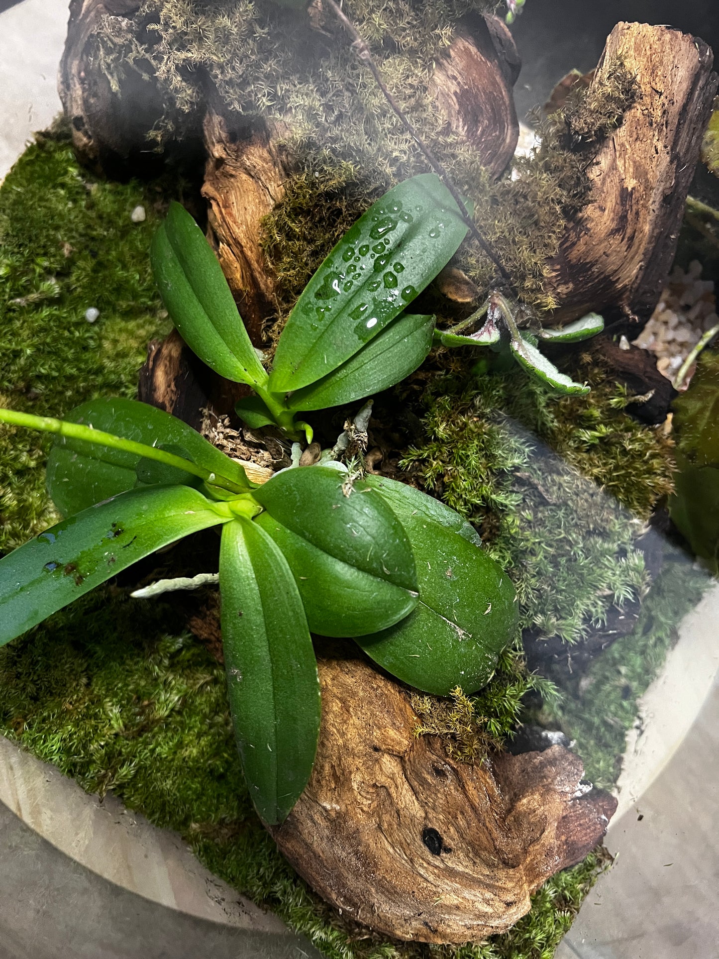 Terrarium #48