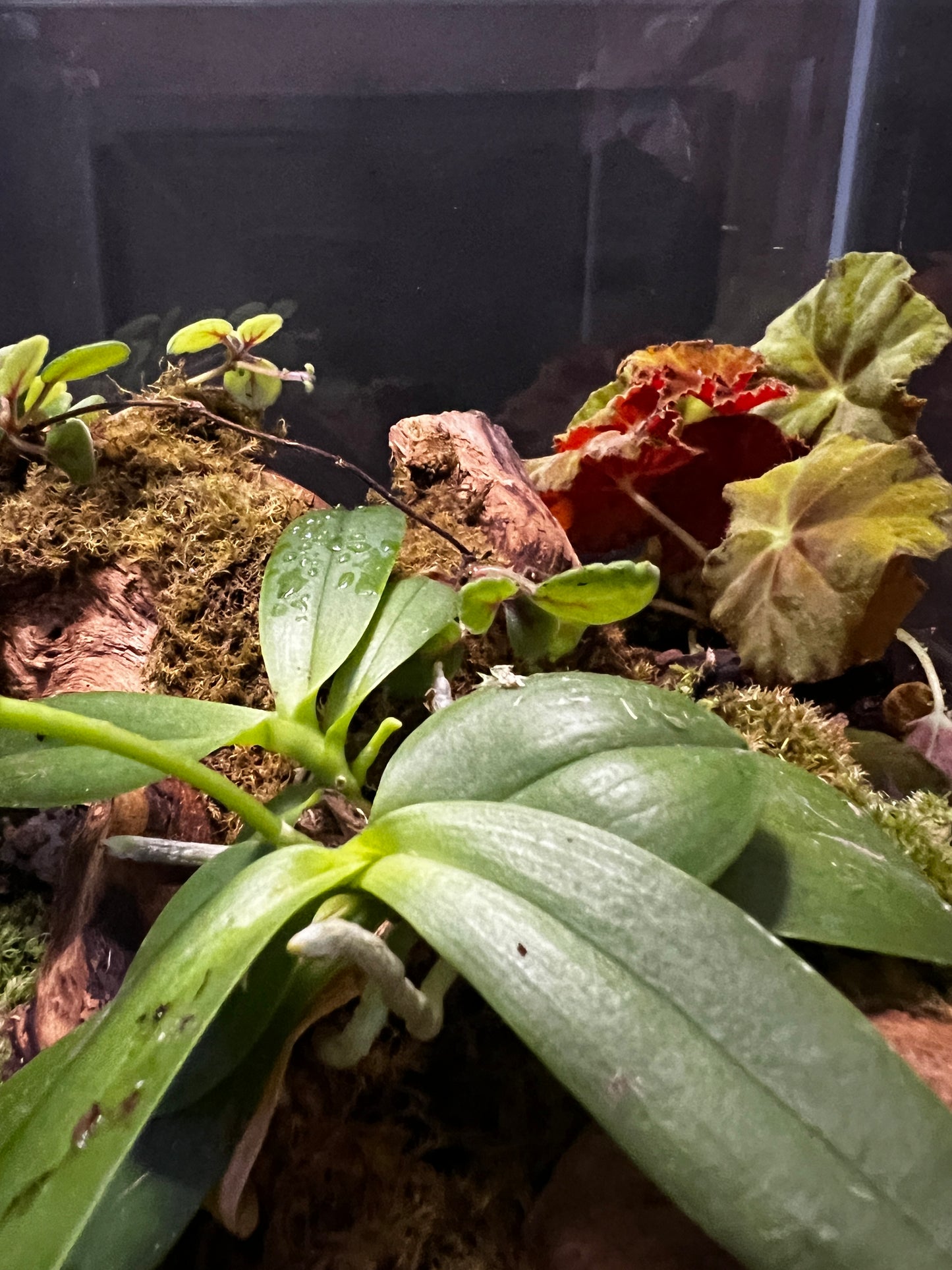 Terrarium #48
