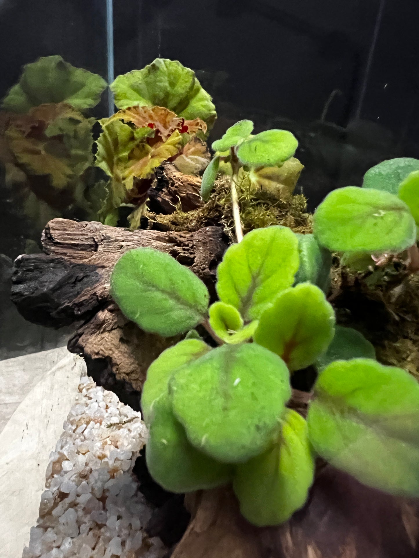 Terrarium #48