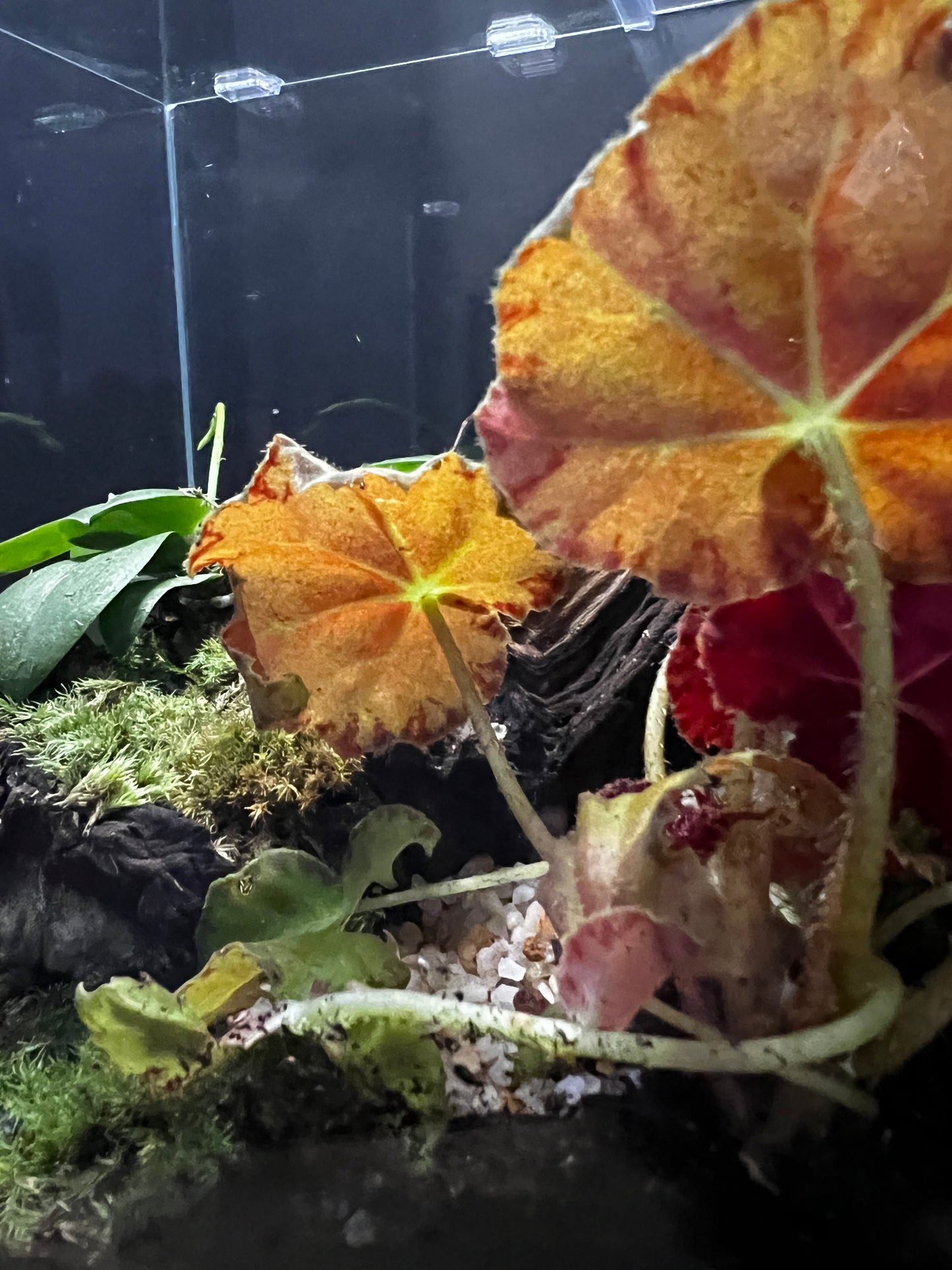 Terrarium #48