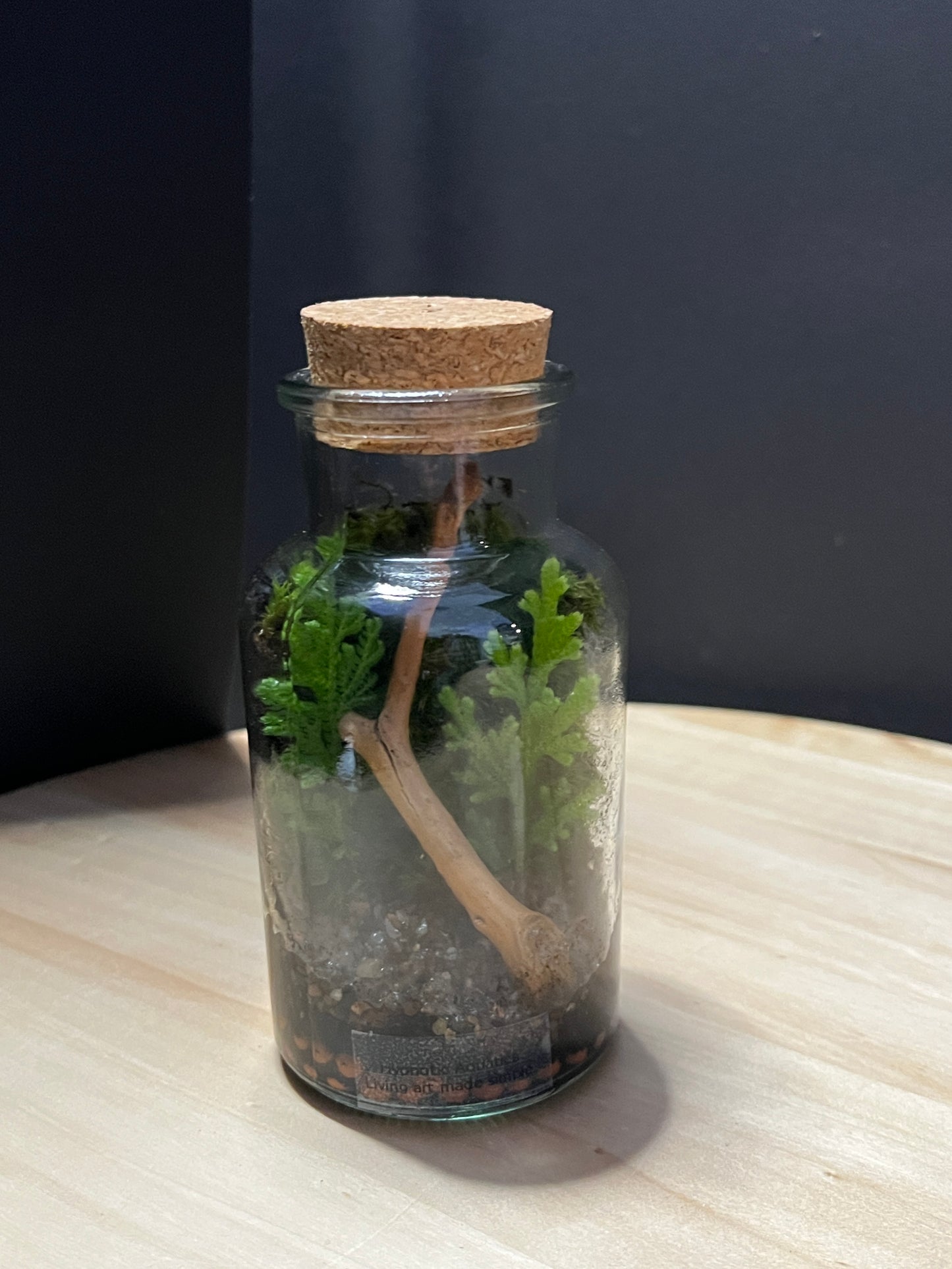 Terrarium 762