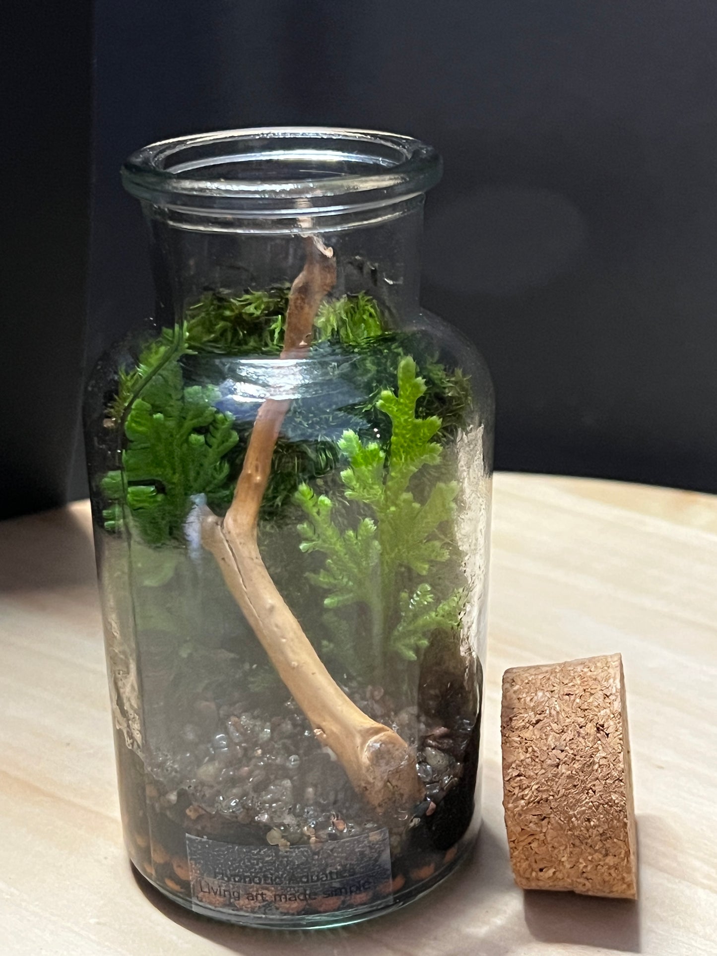 Terrarium 762