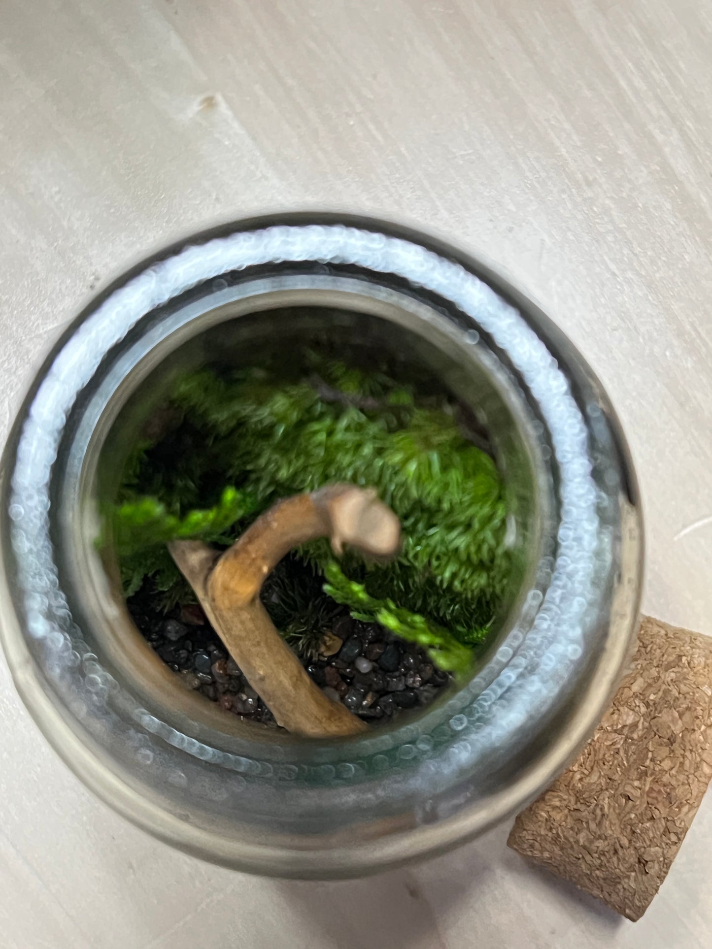 Terrarium 762