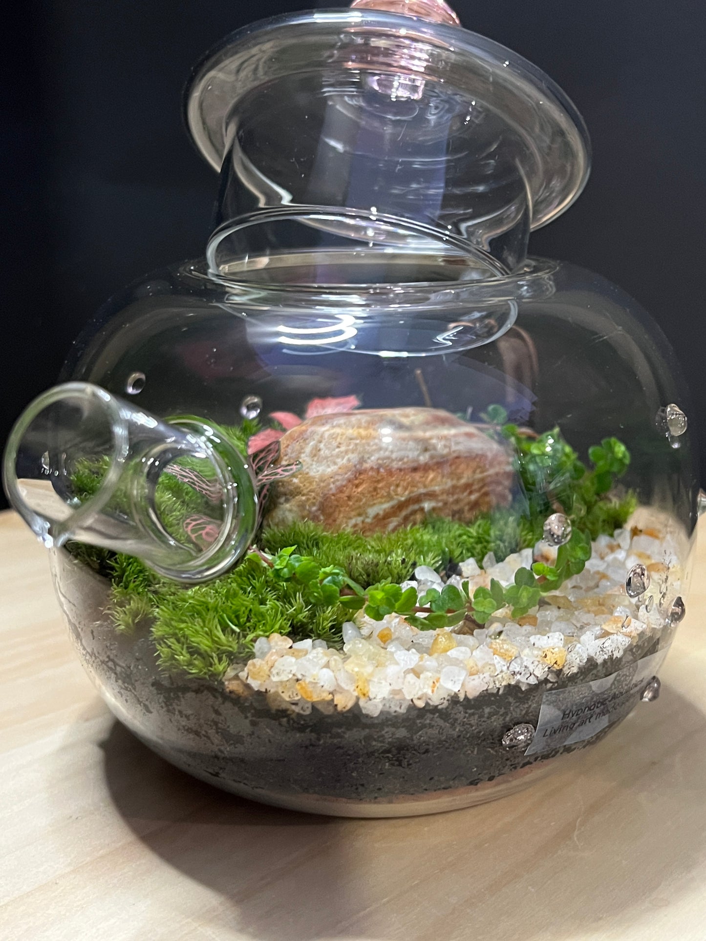 Terrarium 763