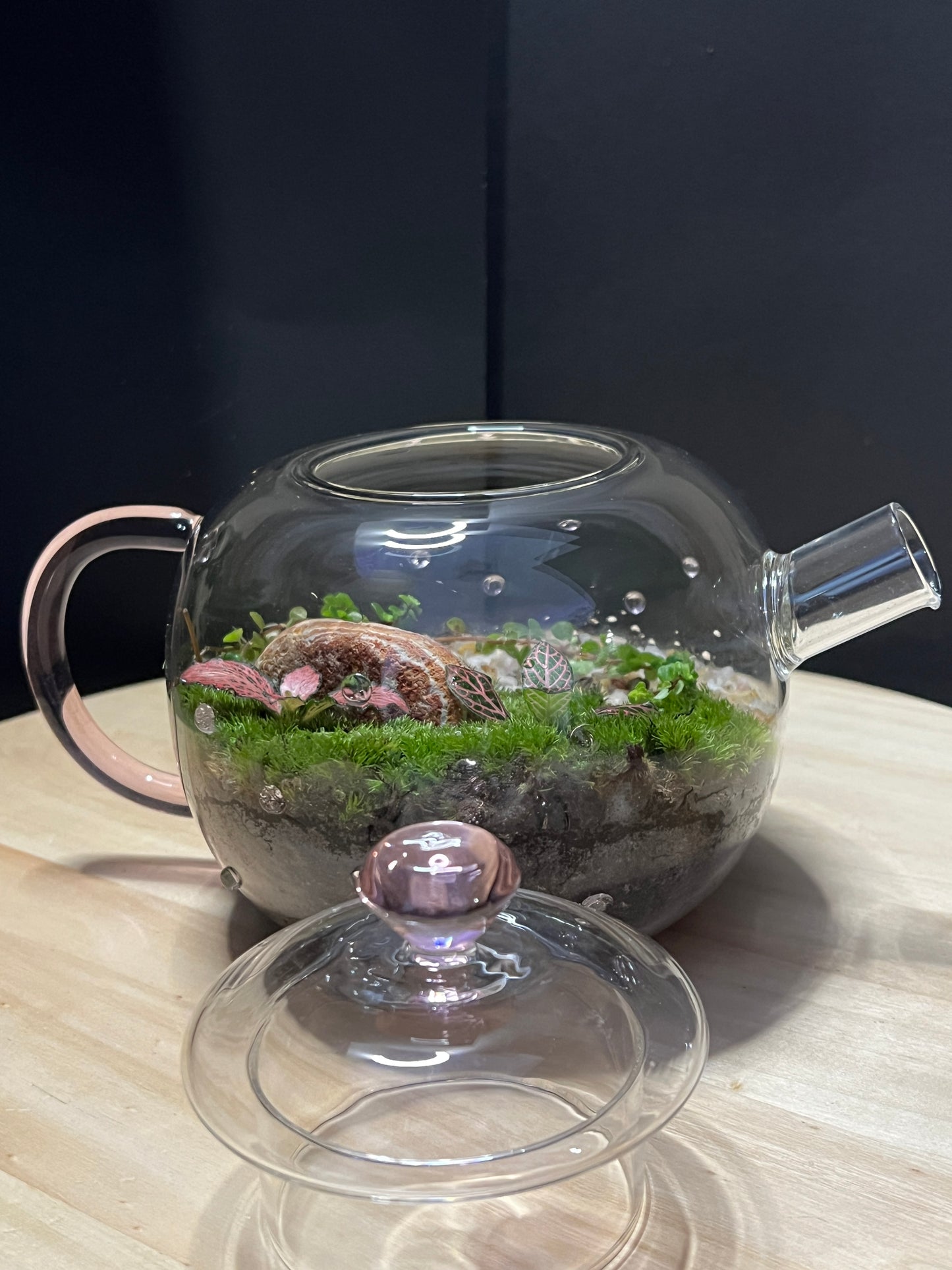 Terrarium 763