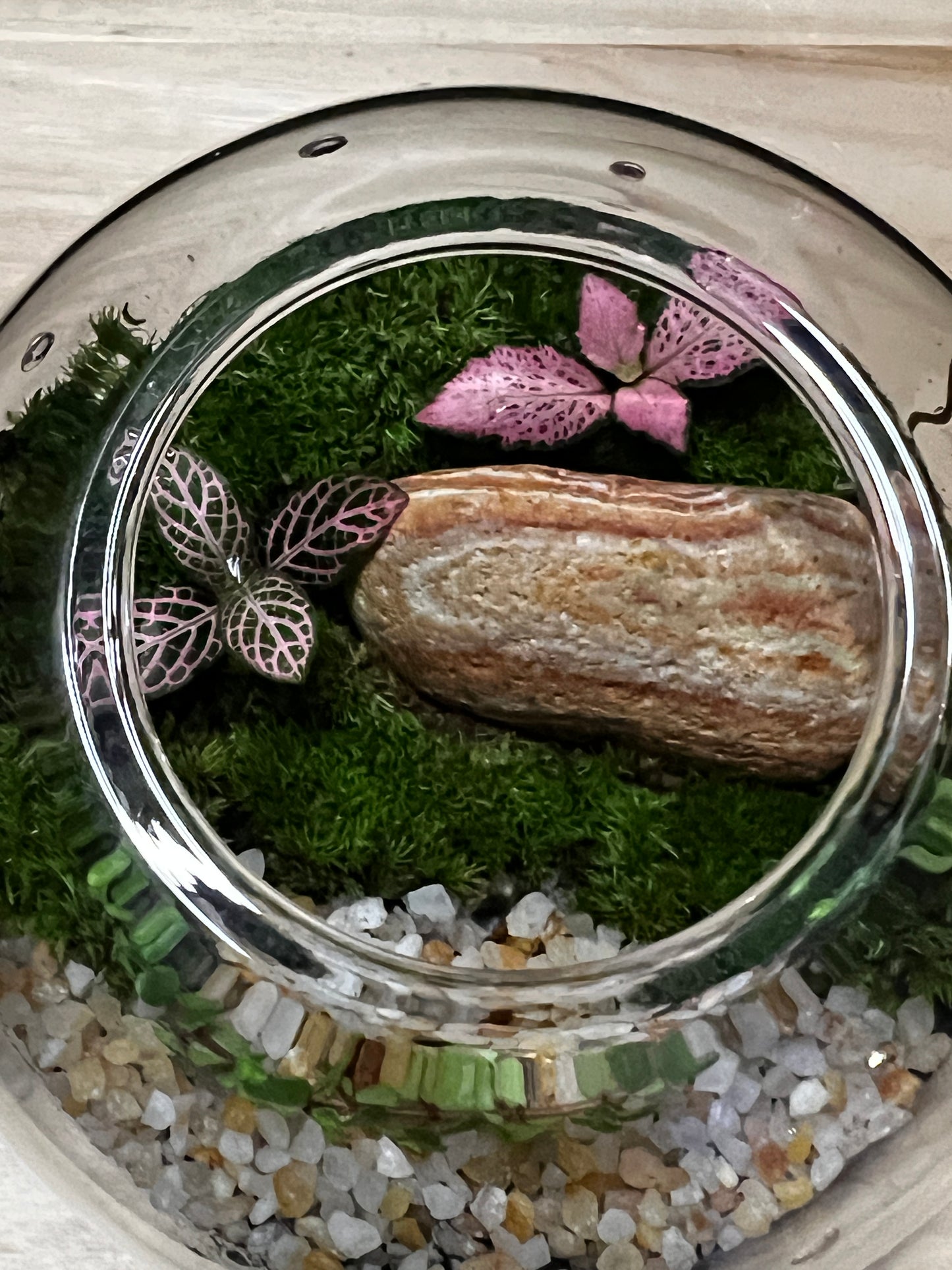 Terrarium 763