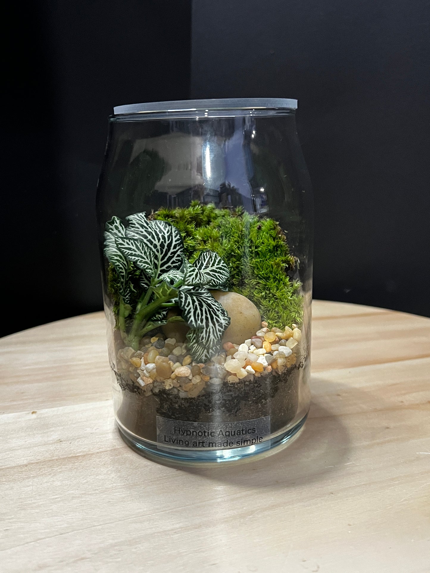 Terrarium 764
