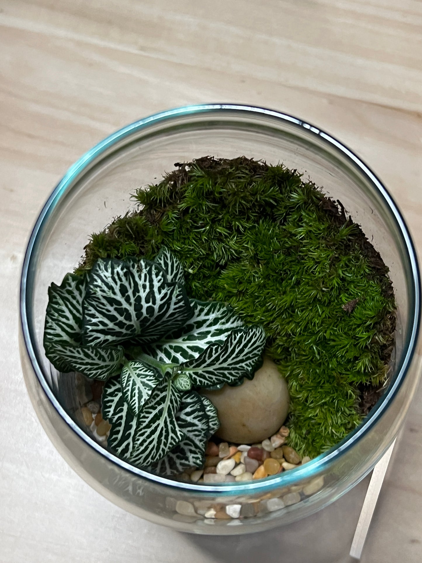 Terrarium 764