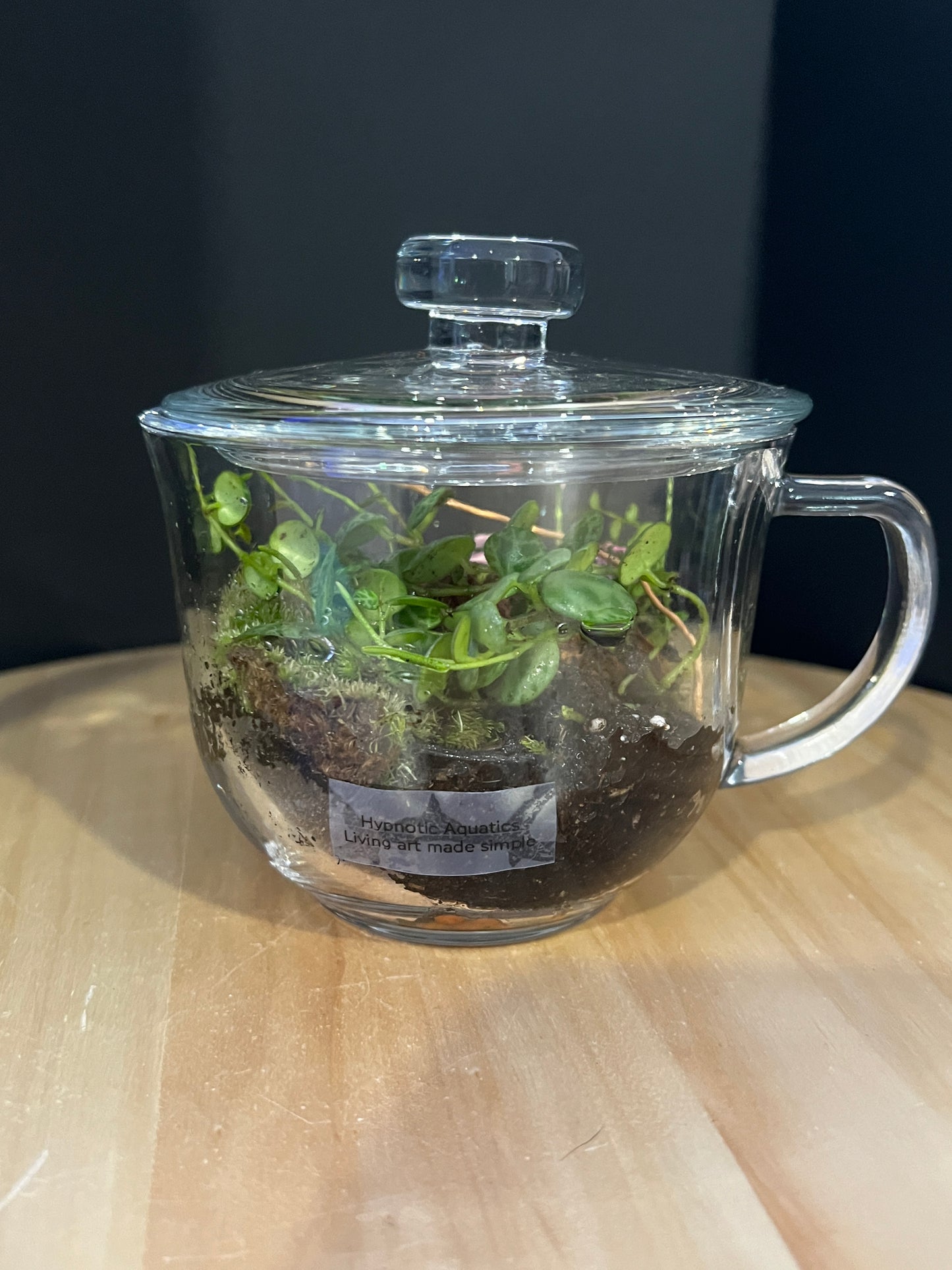 Terrarium 765