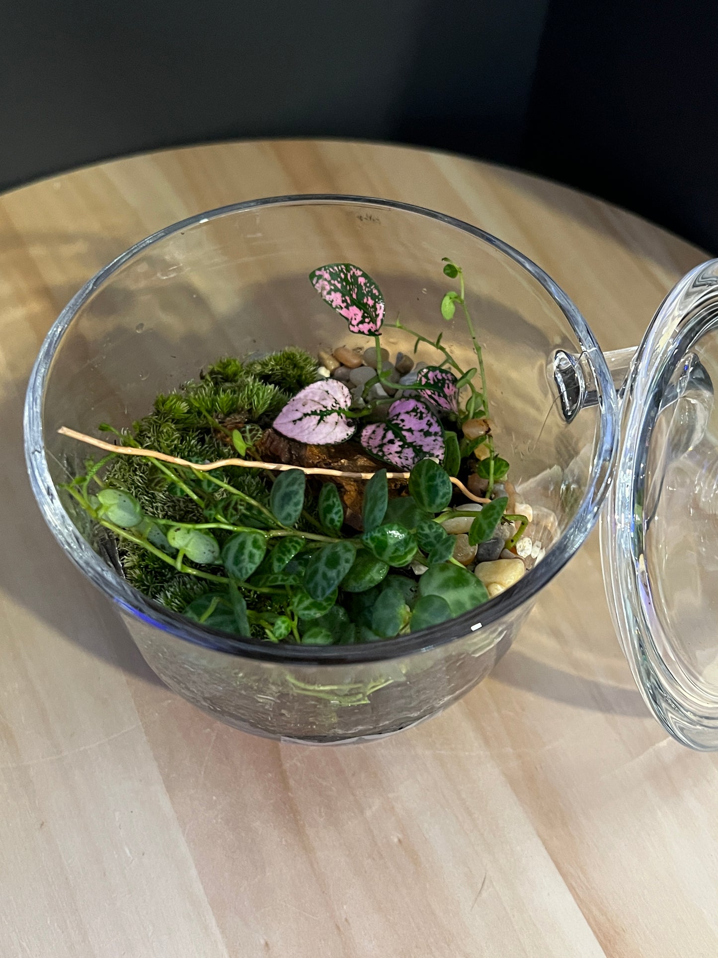 Terrarium 765