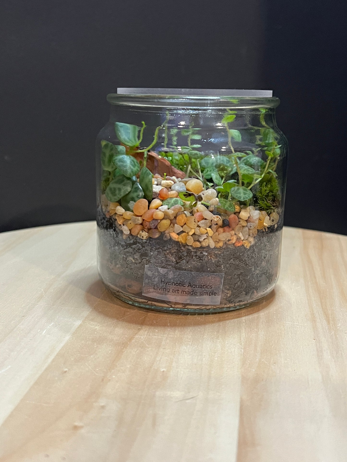 Terrarium 766