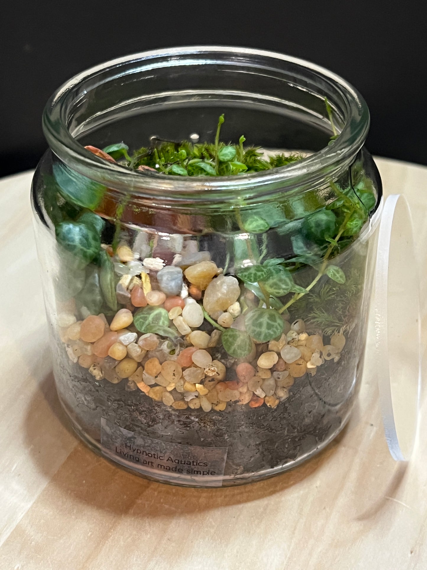 Terrarium 766