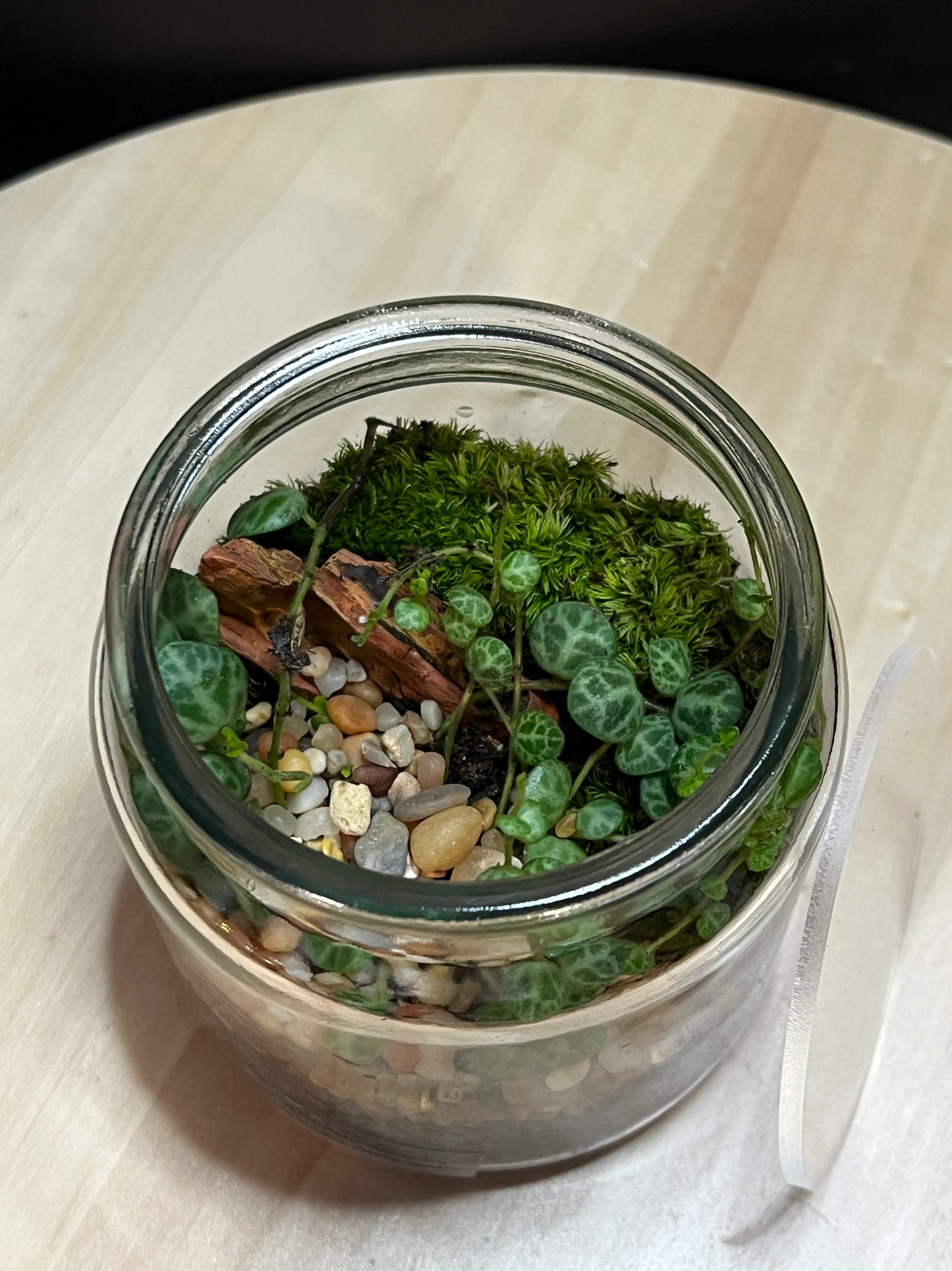 Terrarium 766