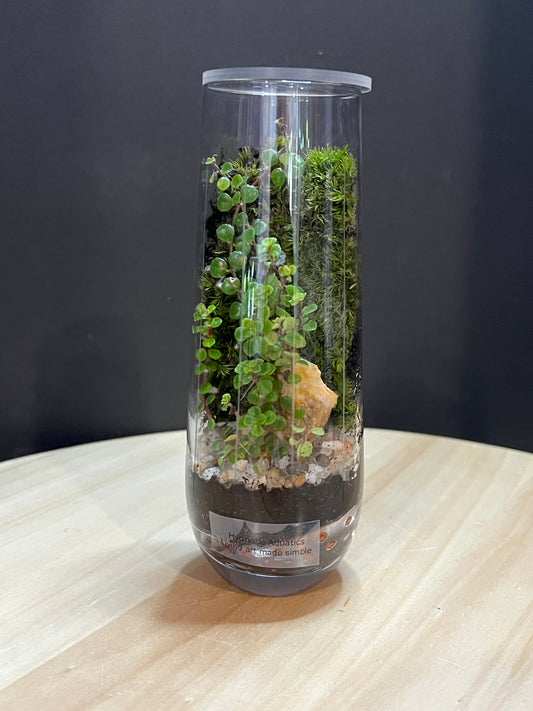 Terrarium 767