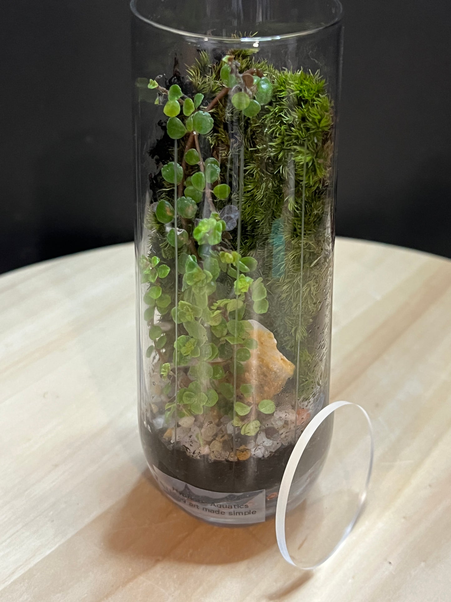Terrarium 767