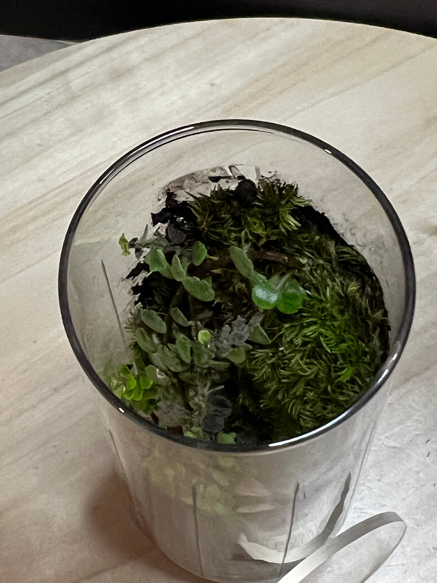 Terrarium 767