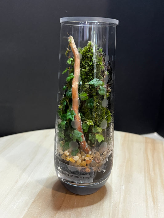 Terrarium 768