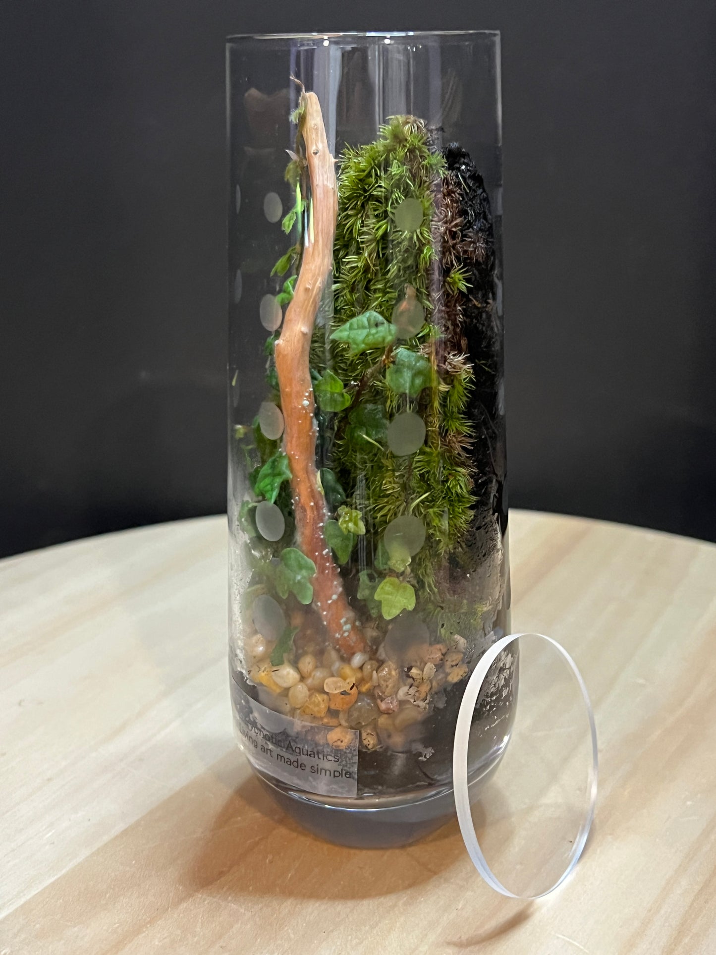 Terrarium 768