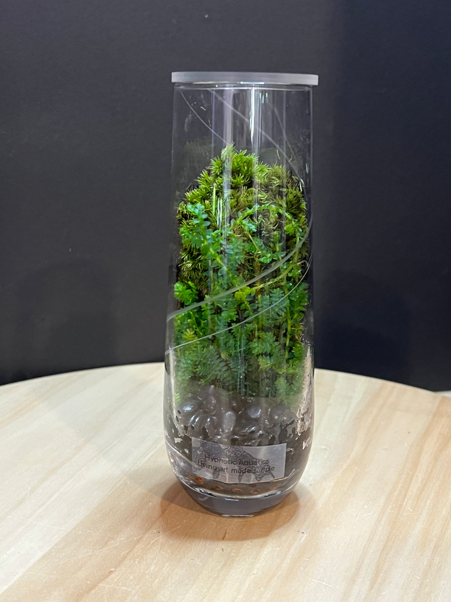 Terrarium 769