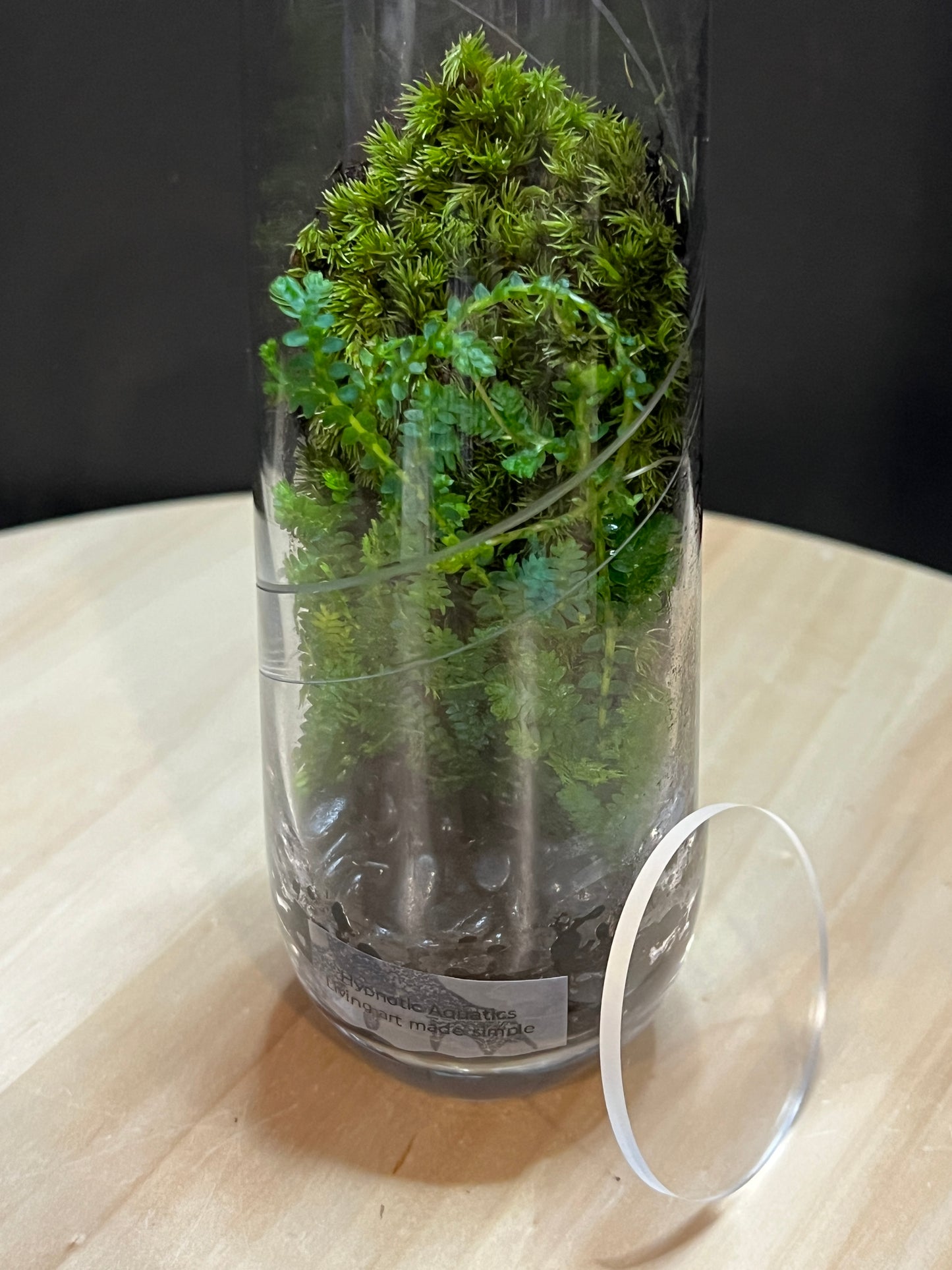 Terrarium 769