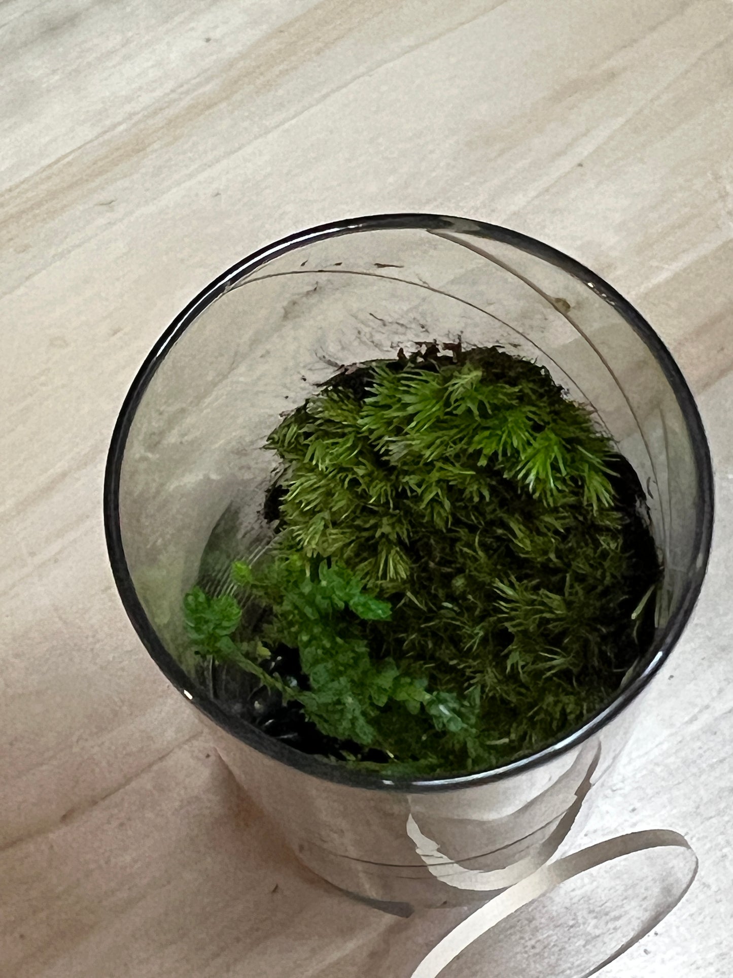 Terrarium 769