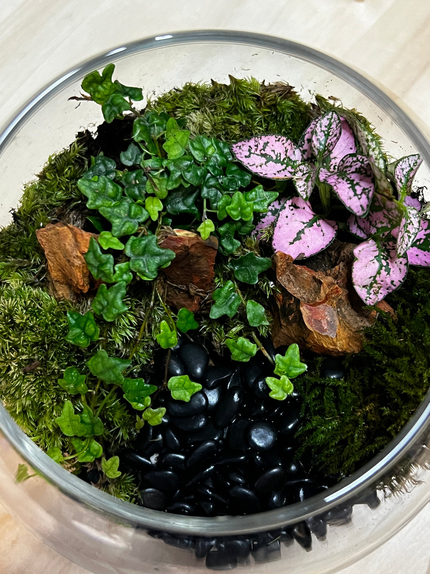 Terrarium 770