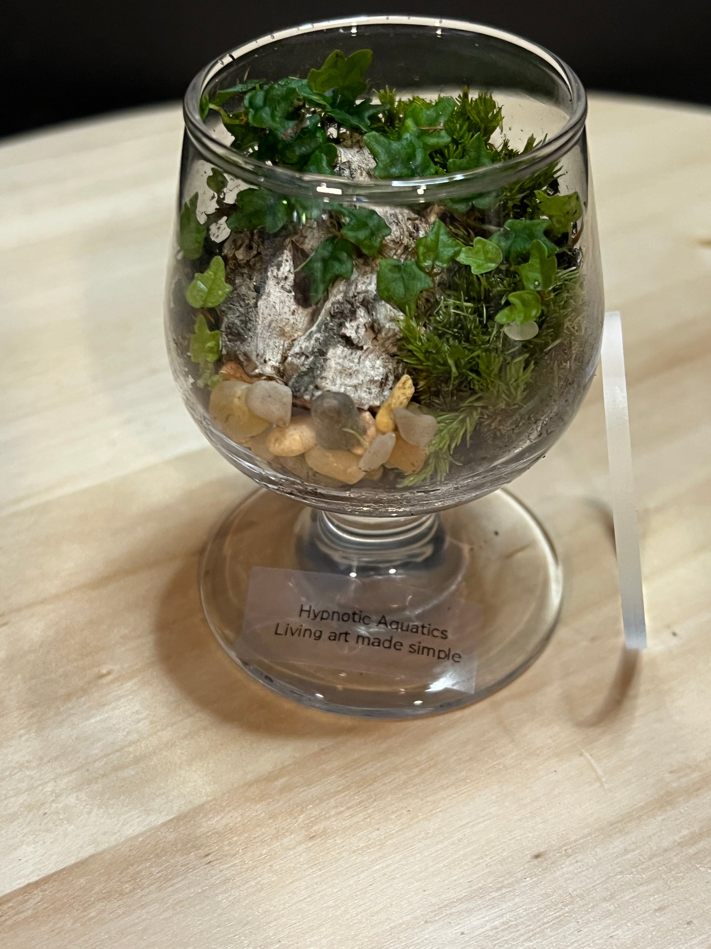 Terrarium 771