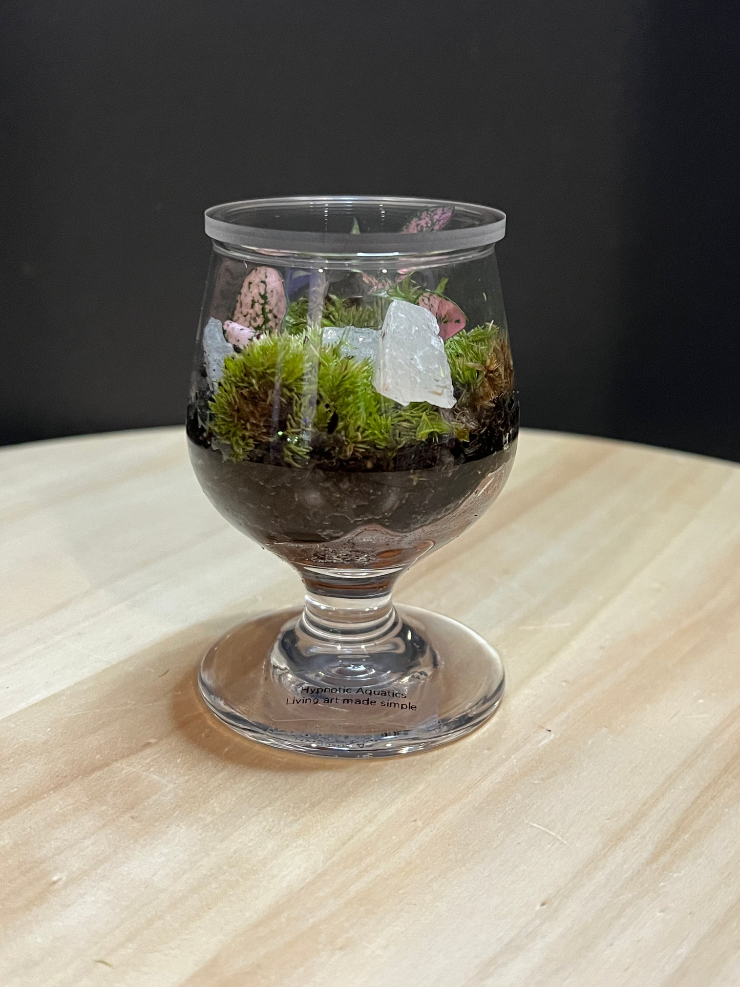 Terrarium 772