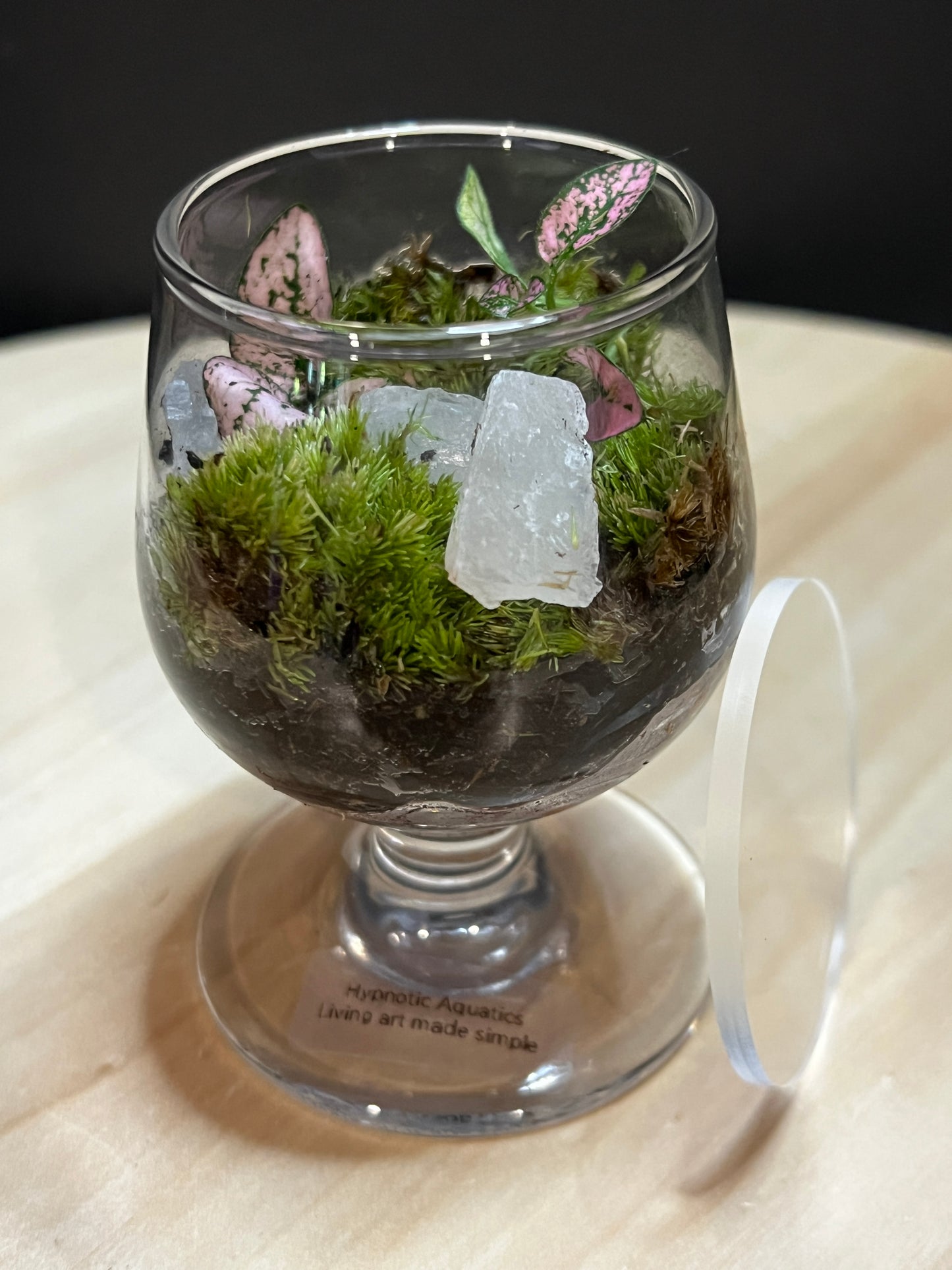 Terrarium 772