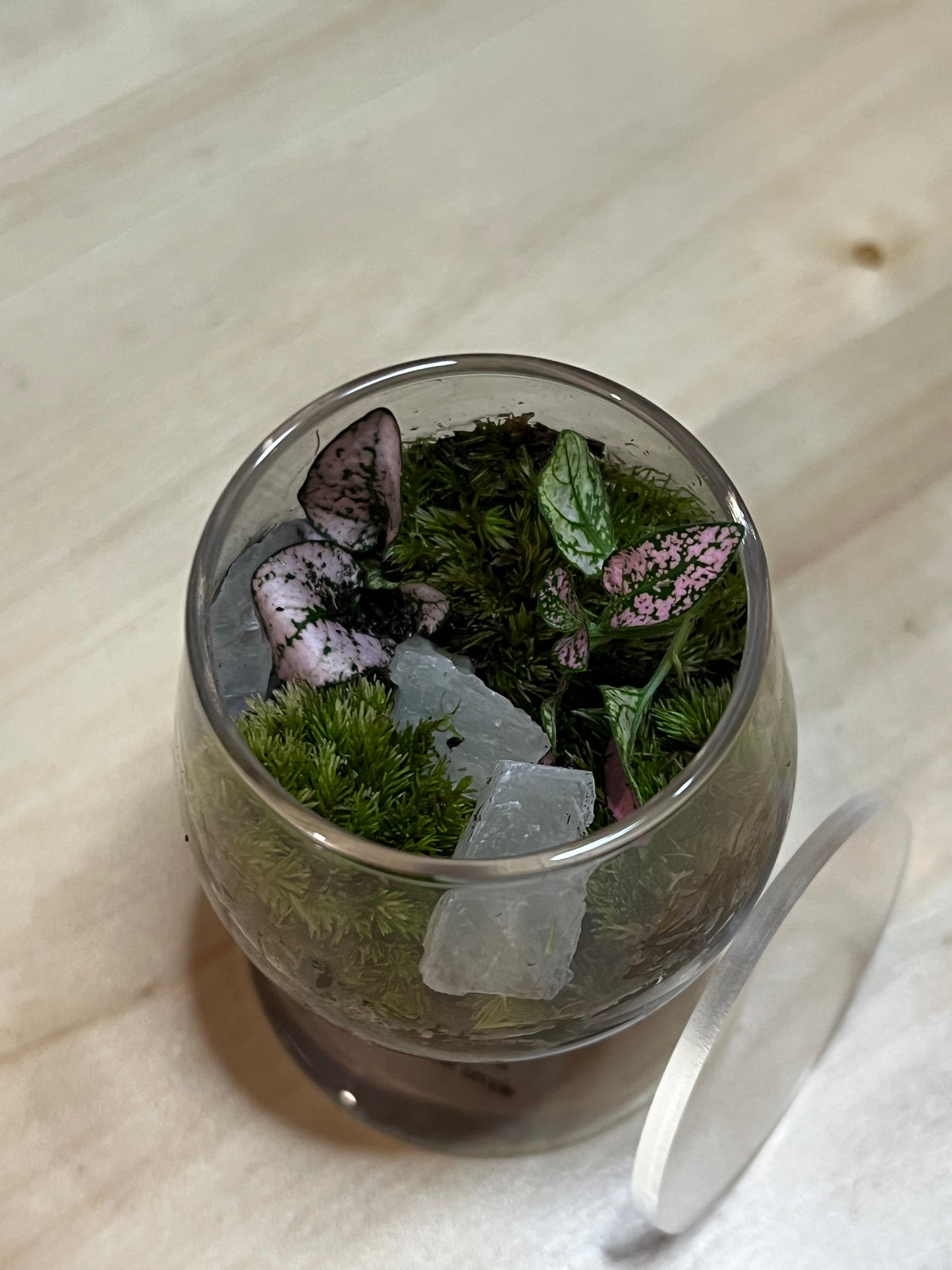 Terrarium 772