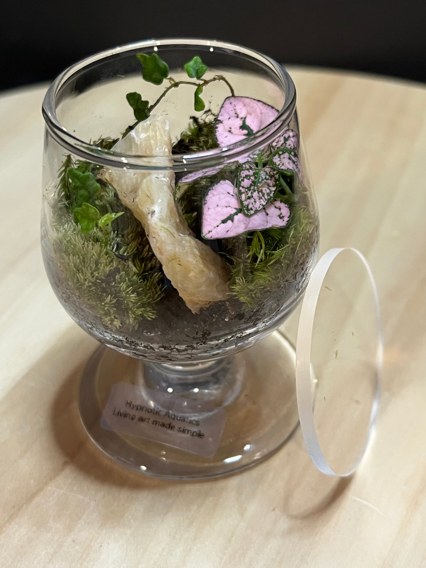 Terrarium 773