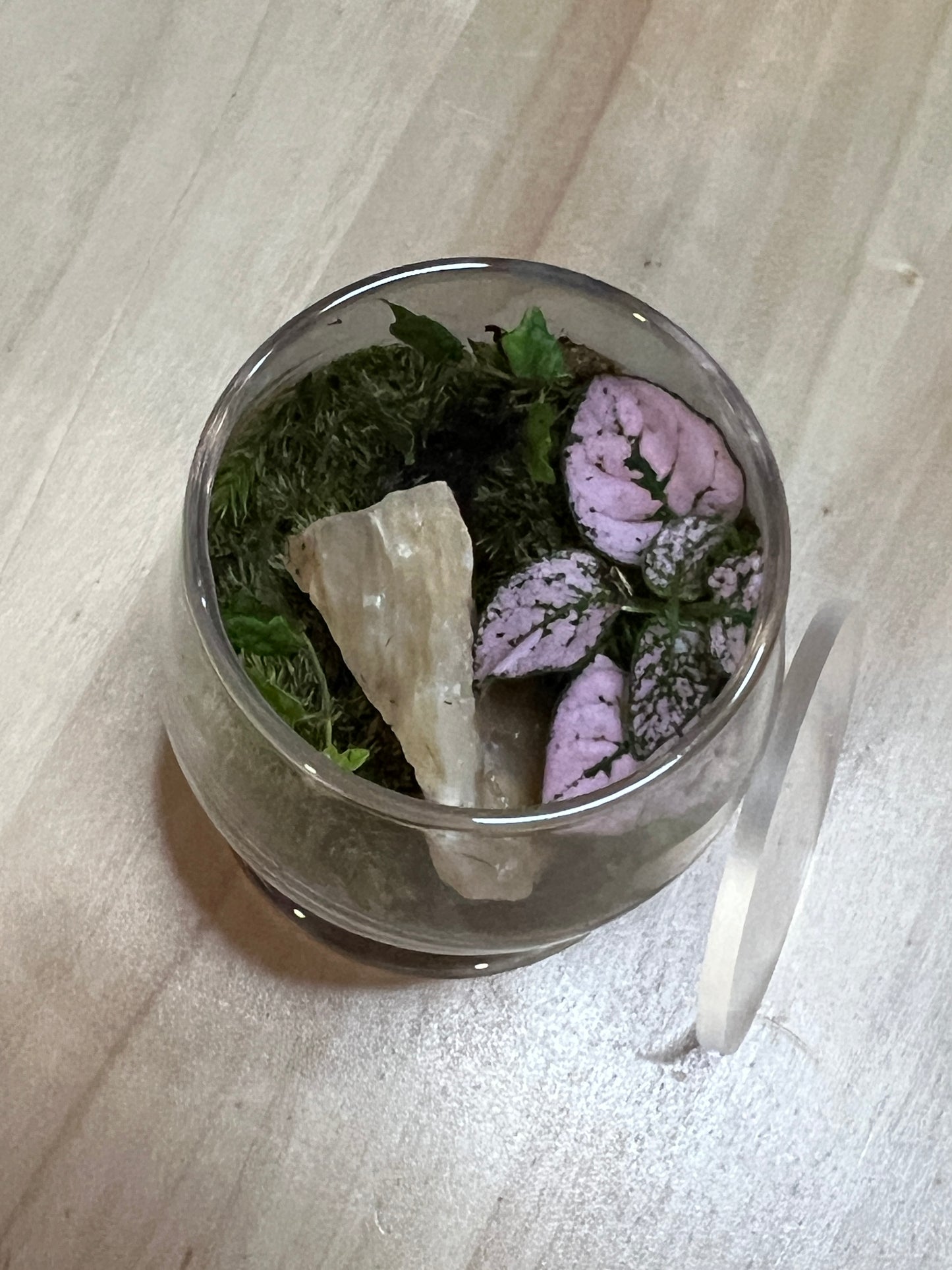 Terrarium 773