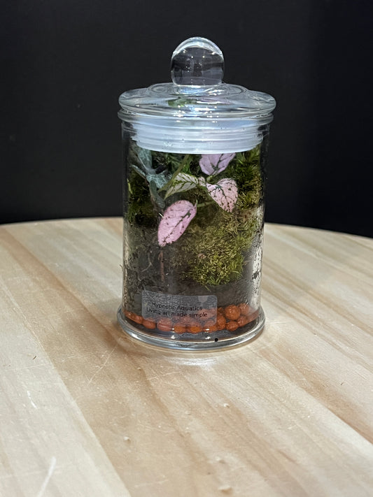 Terrarium 774