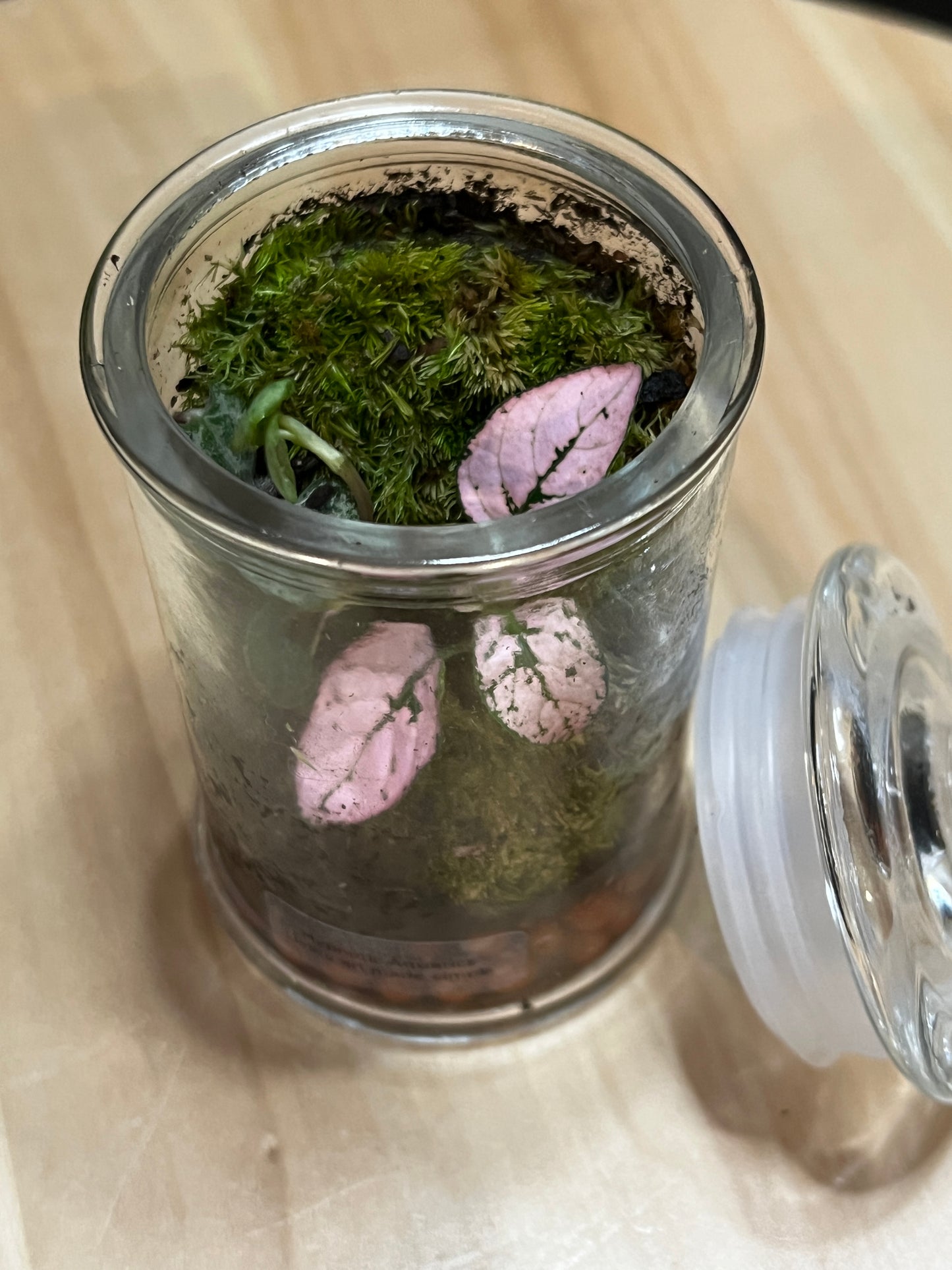 Terrarium 774