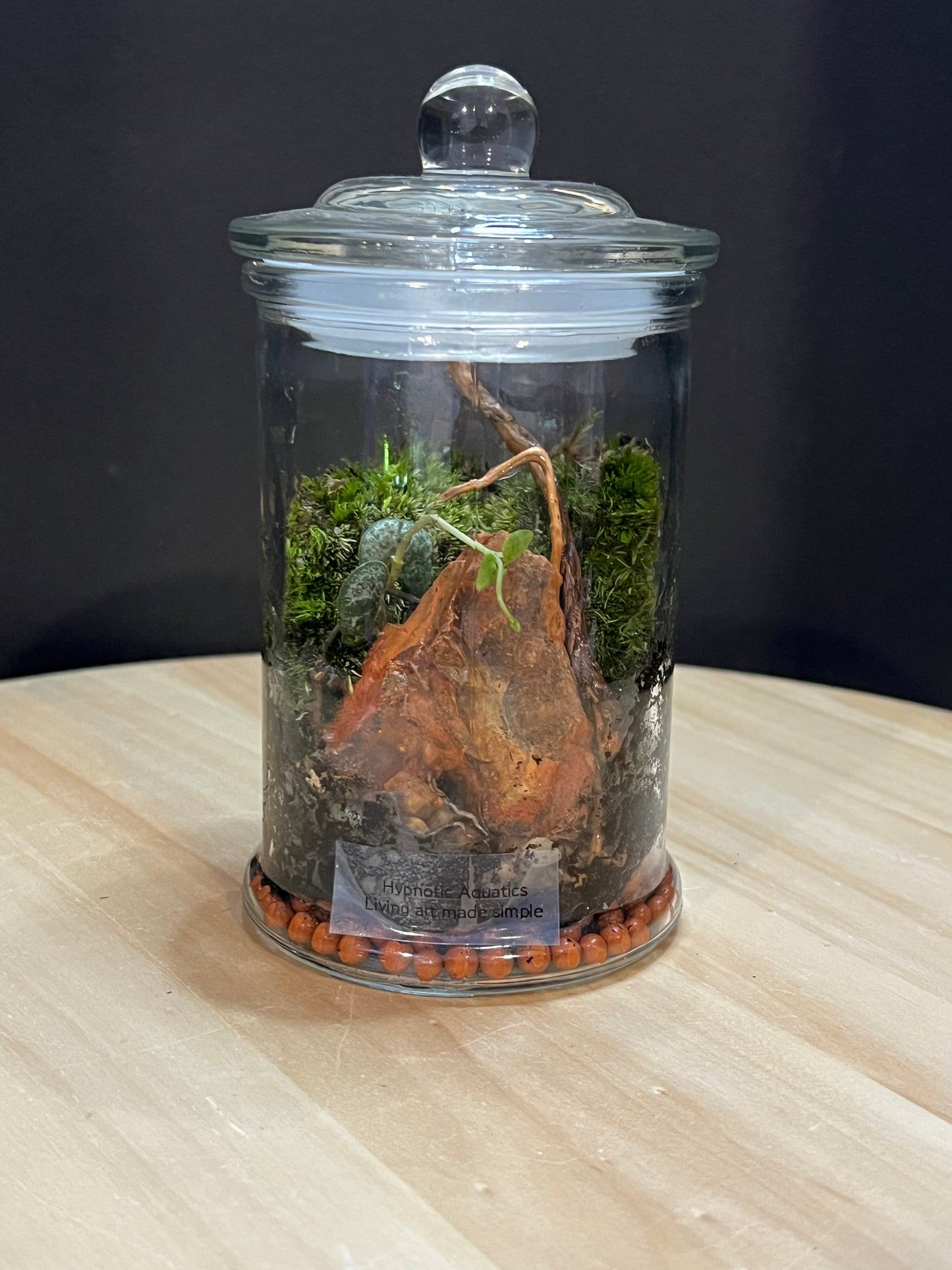 Terrarium 775