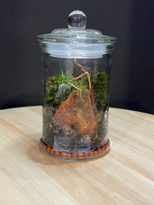 Terrarium 775