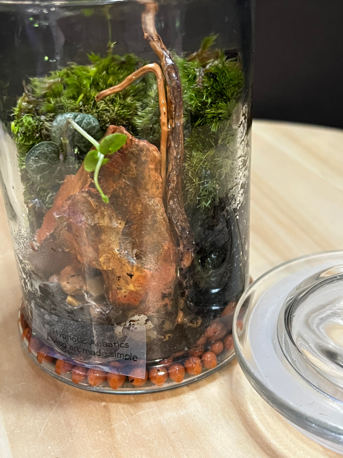 Terrarium 775