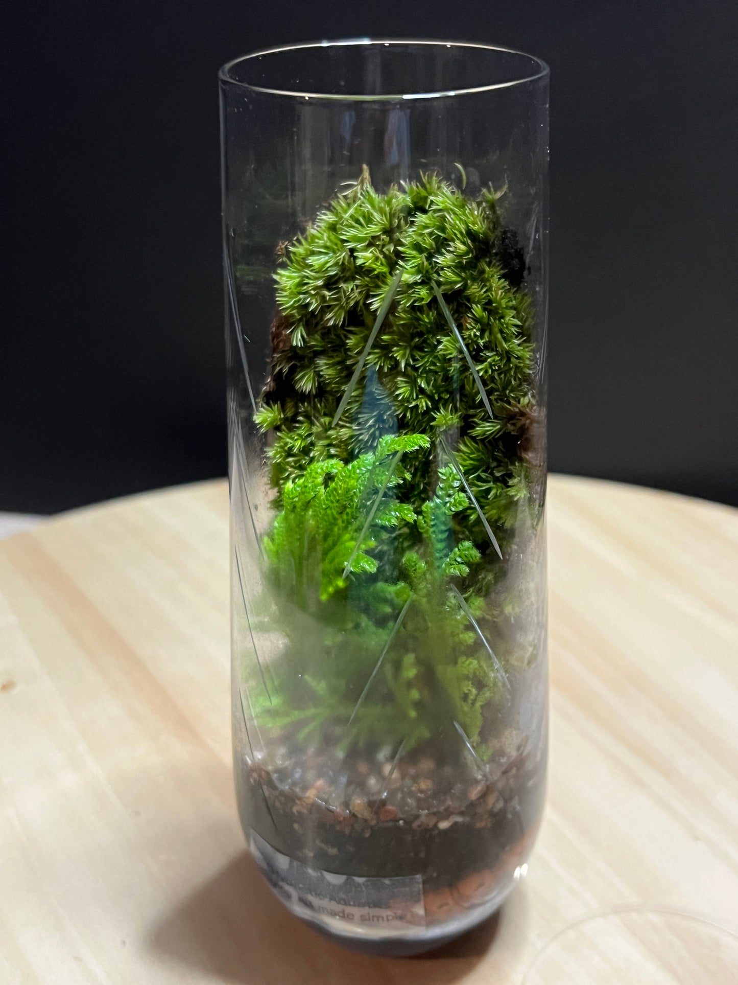 Terrarium 777