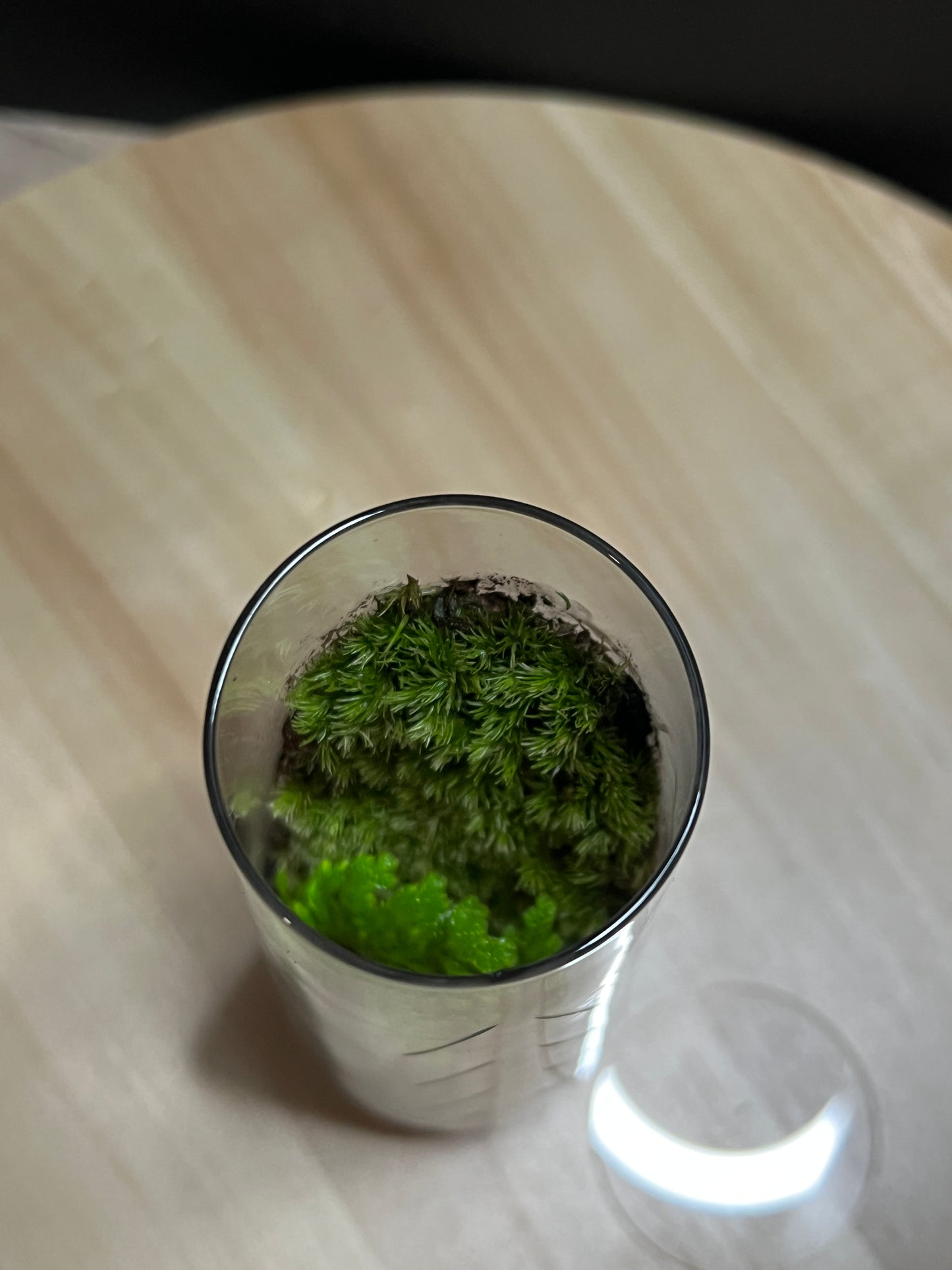 Terrarium 777