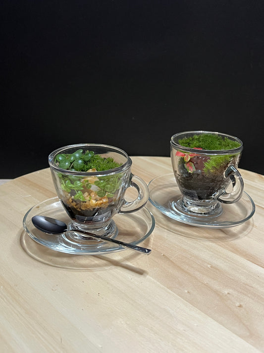 Terrarium 778 (seti)