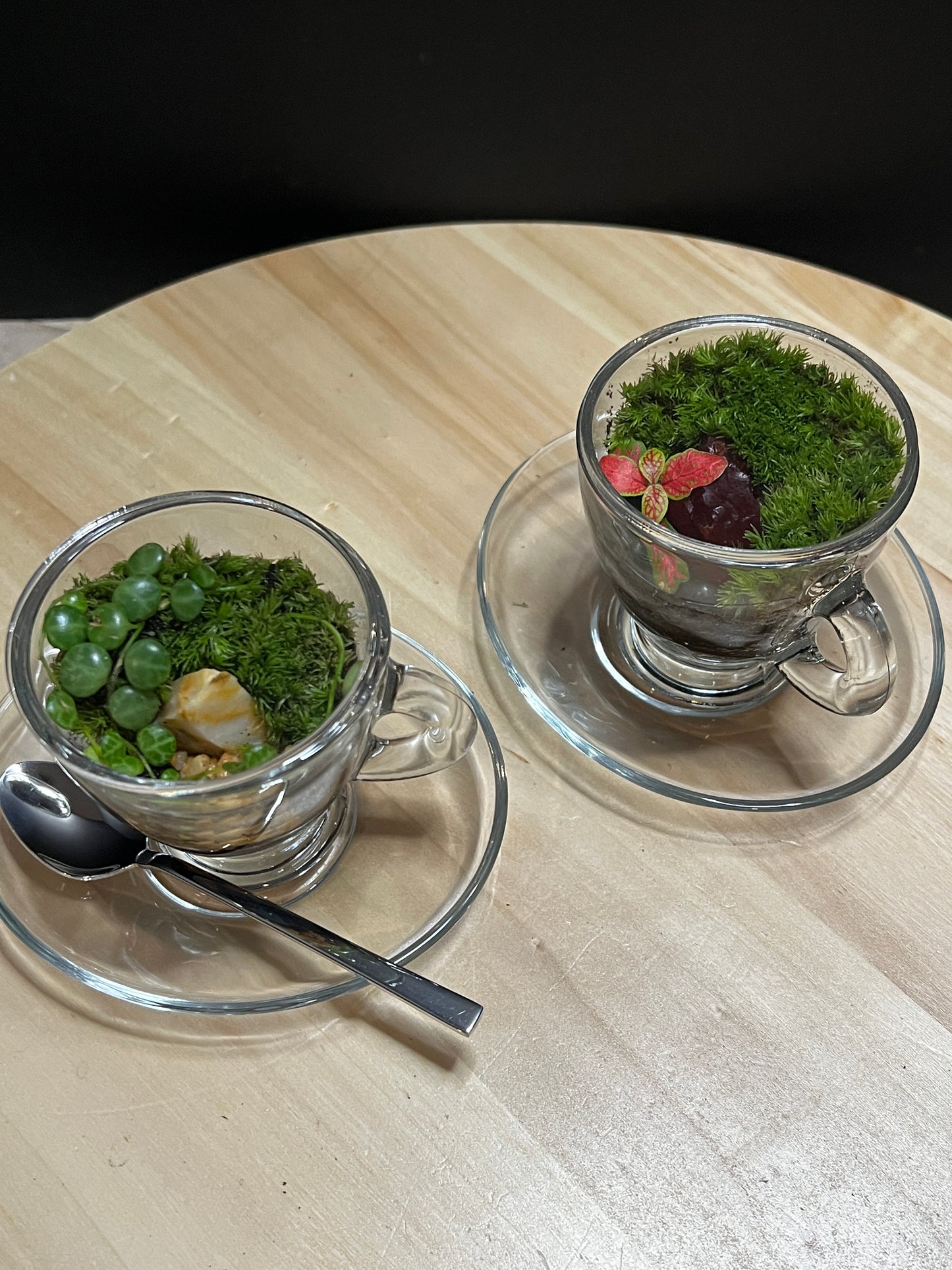 Terrarium 778 (seti)