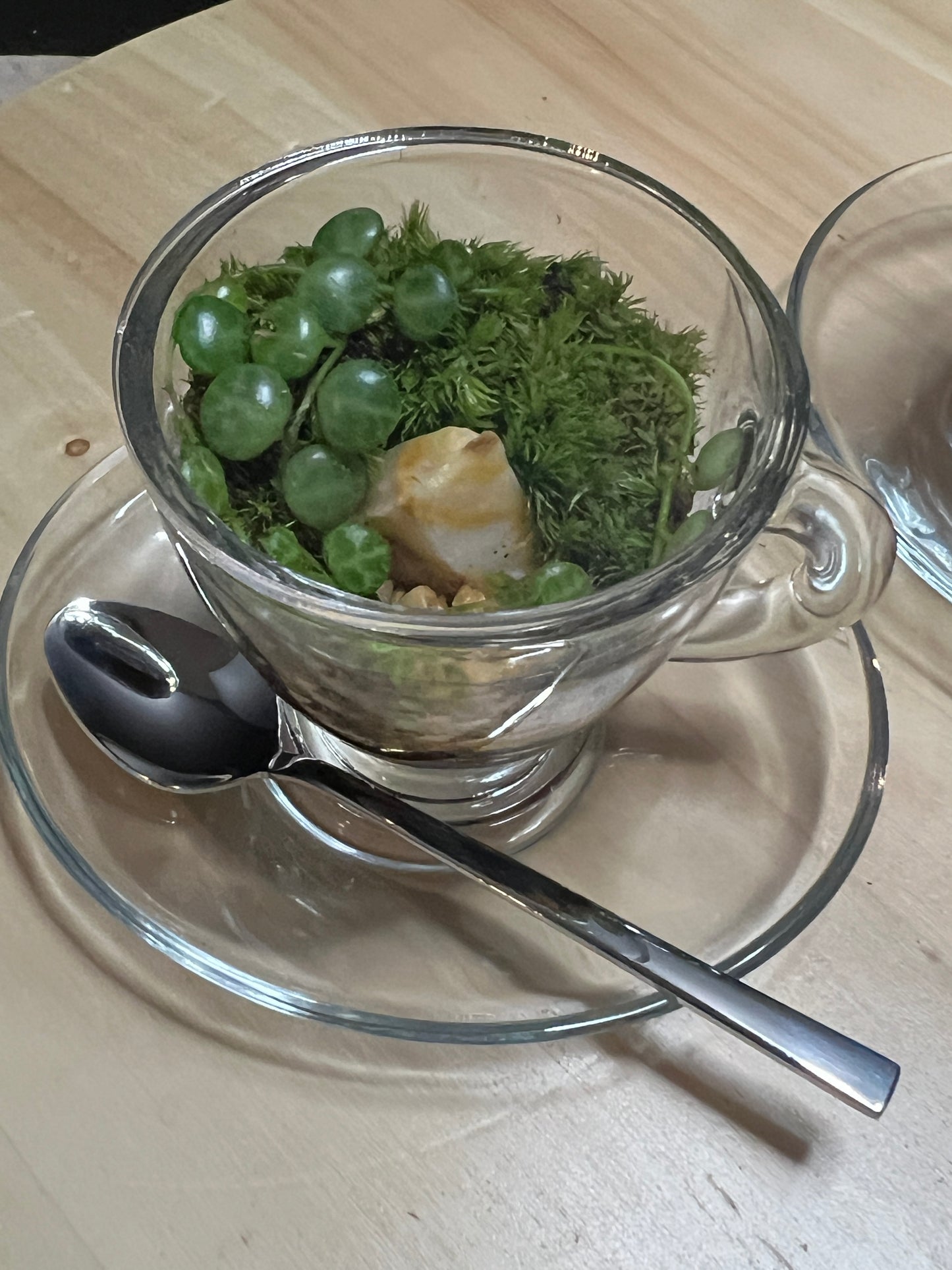 Terrarium 778 (seti)