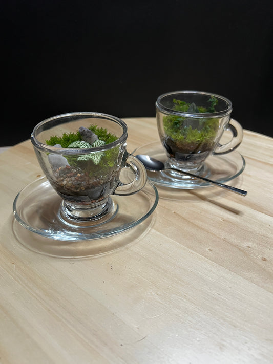 Terrarium 779 (seti)