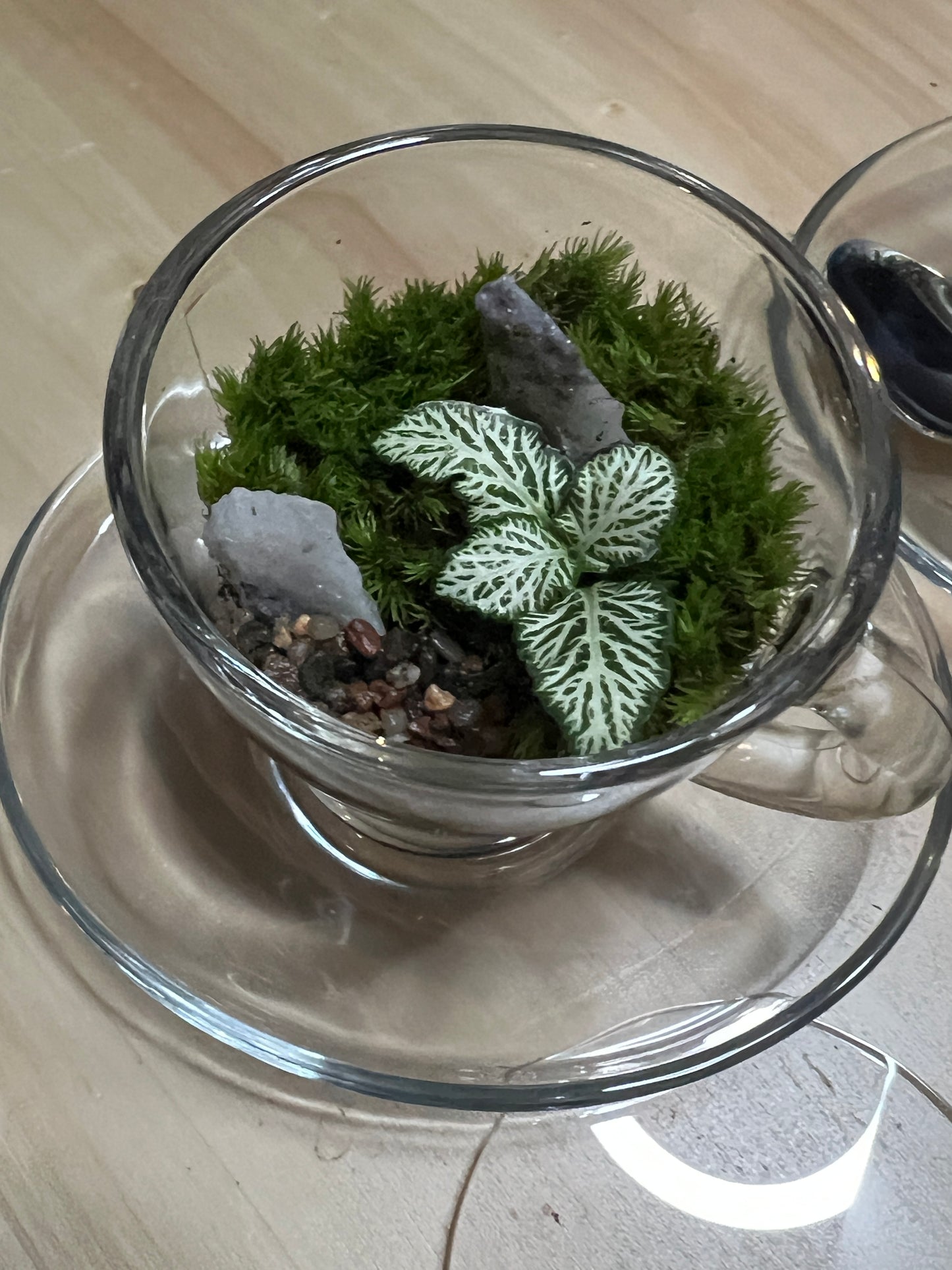 Terrarium 779 (seti)