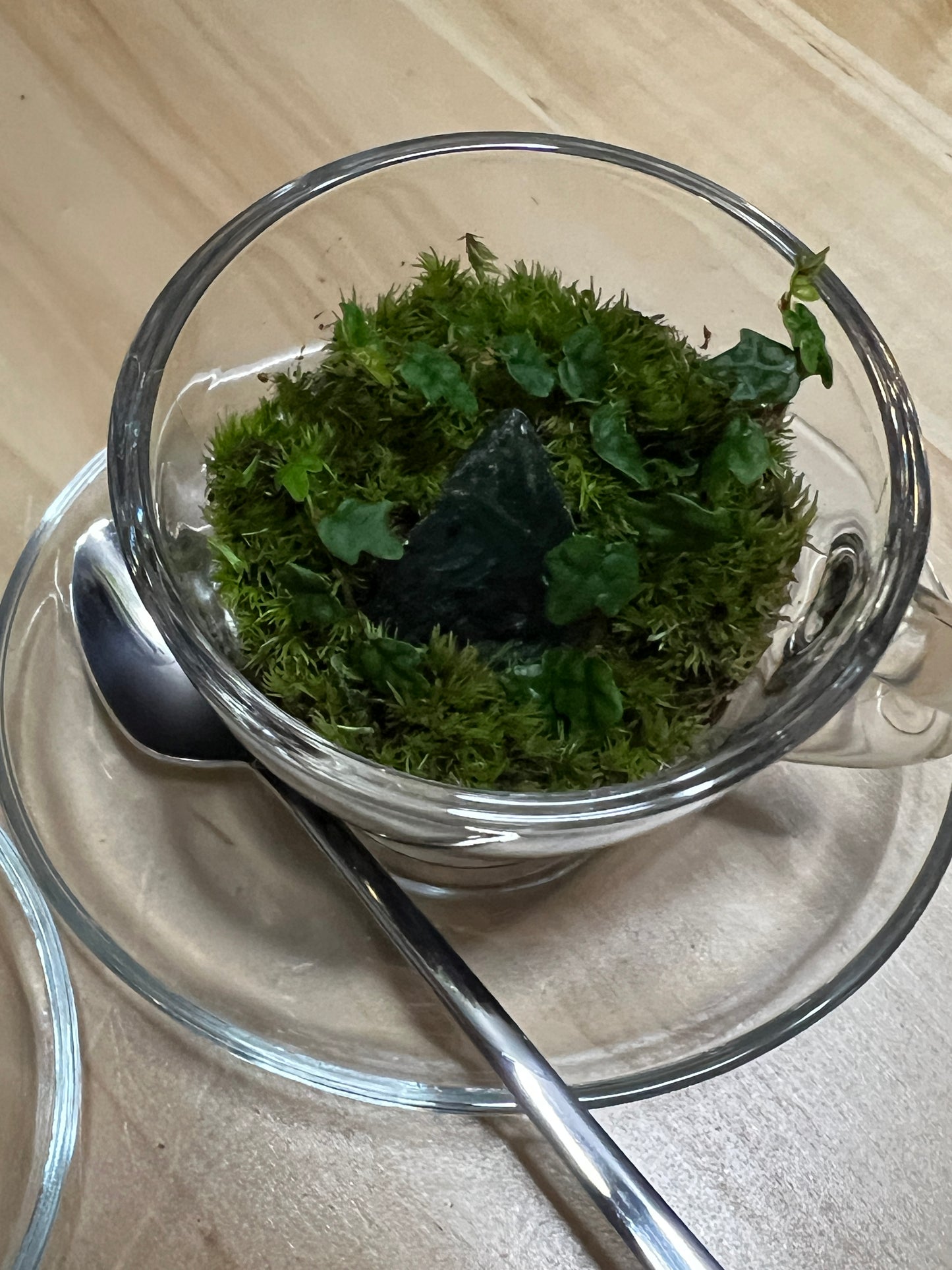 Terrarium 779 (seti)