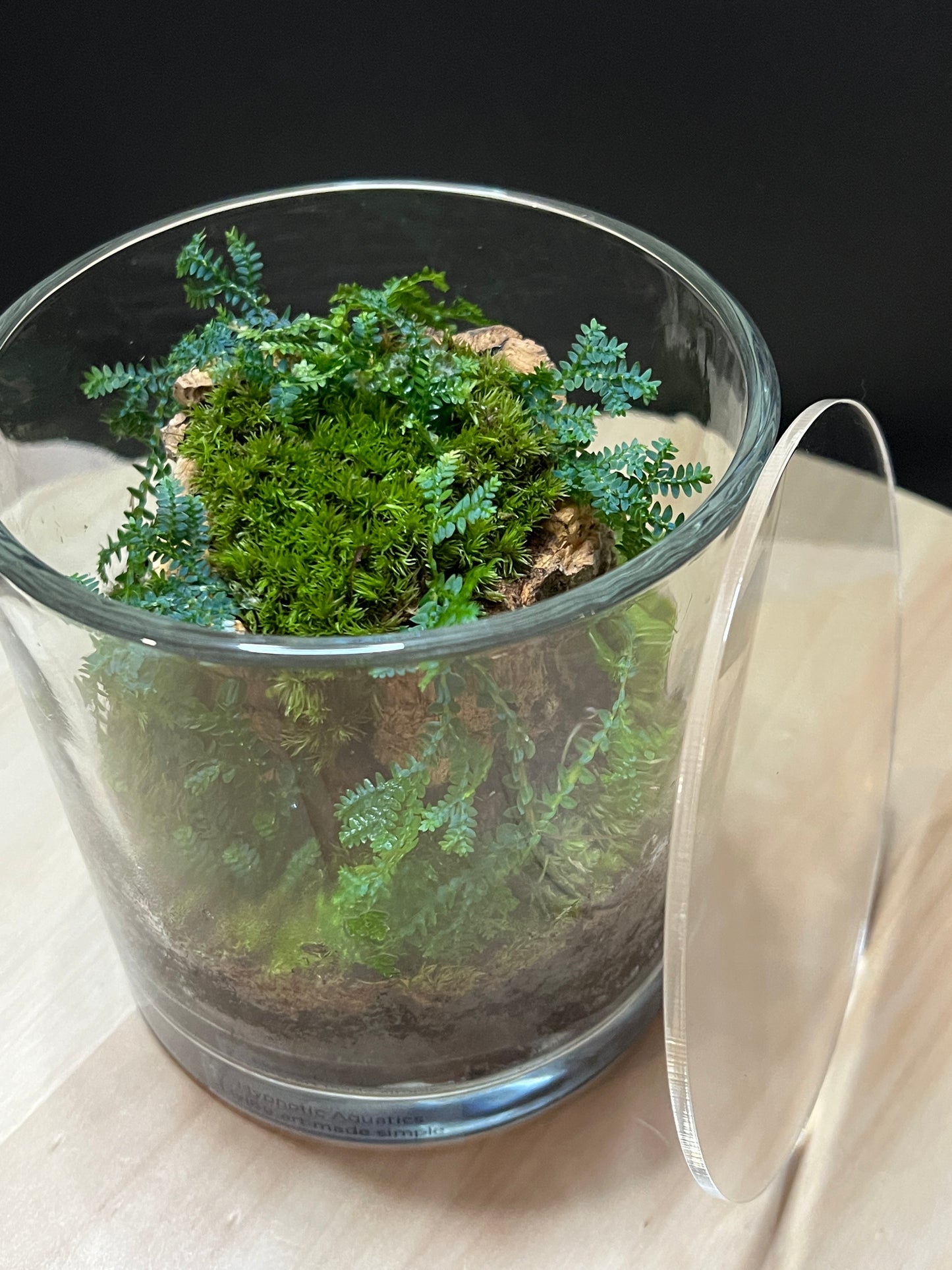 Terrarium 781