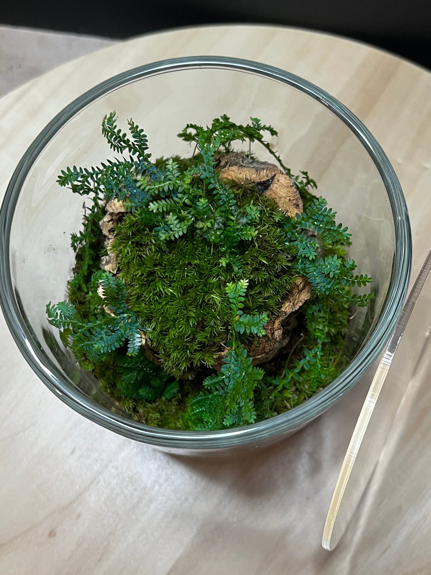 Terrarium 781