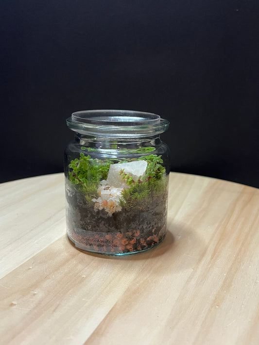 Terrarium 782