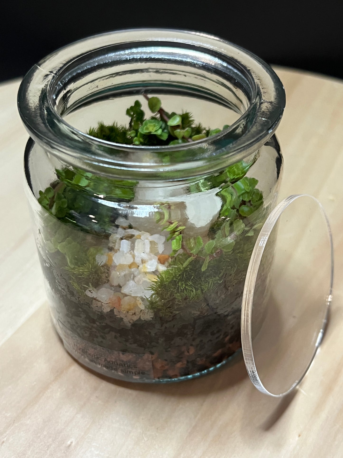 Terrarium 782