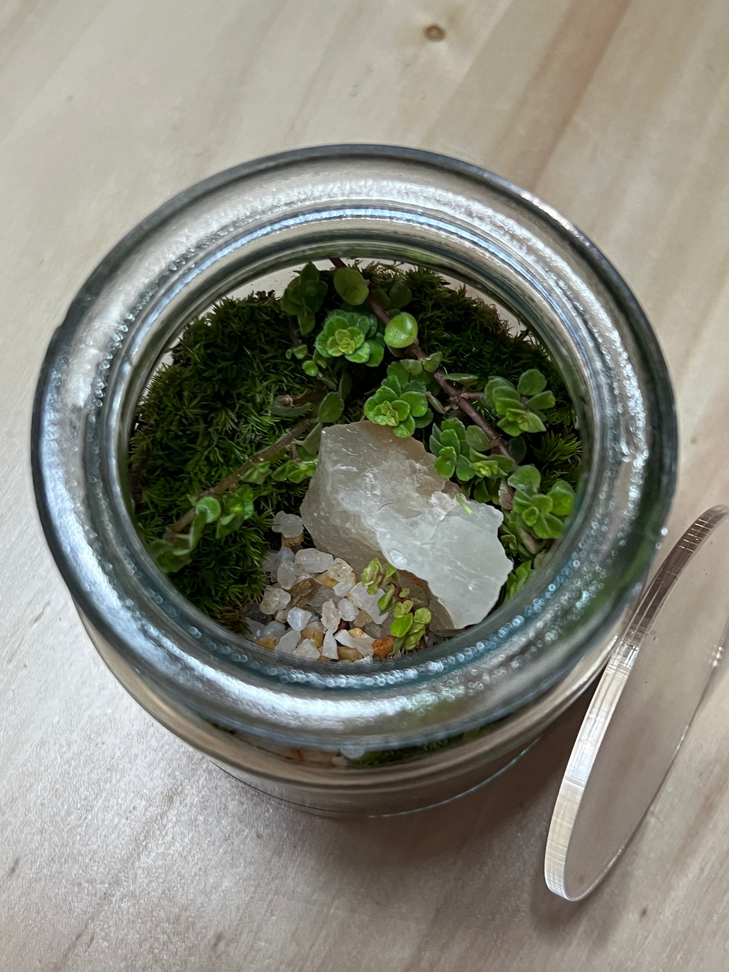 Terrarium 782